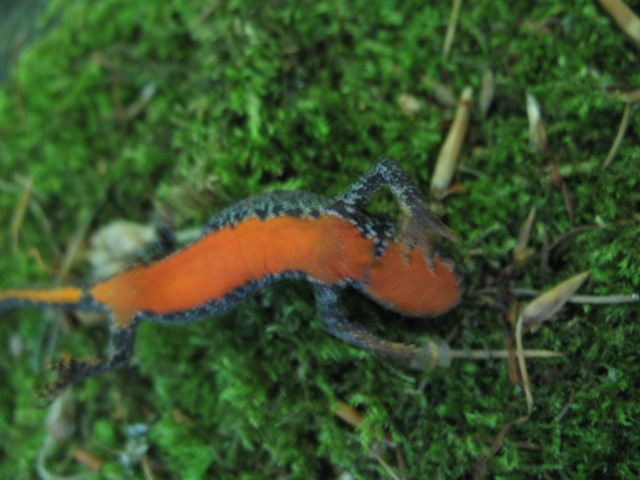 Salamandra atra e tritone alpestre